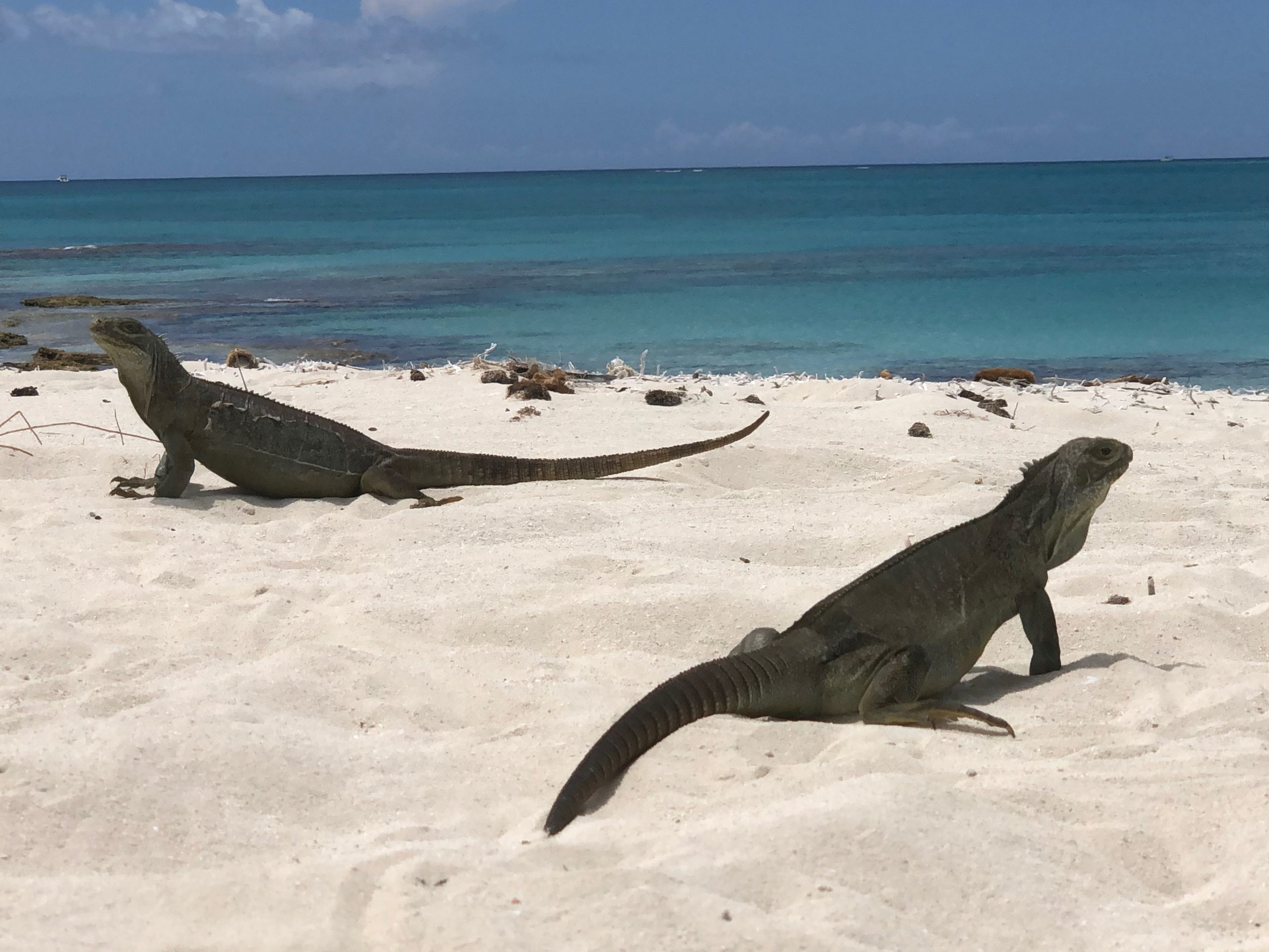 Rock Iguanas Of Turks And Caicos Guardians Of The Islands National Rock Iguanas Of Turks And Caicos Guardians Of The Islands National